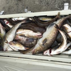 第八平成丸 釣果