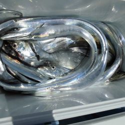 十八宝洋丸 釣果