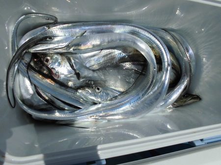 十八宝洋丸 釣果