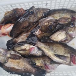 内浜丸 釣果