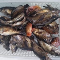 内浜丸 釣果