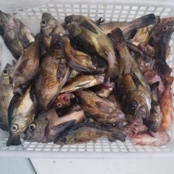 内浜丸 釣果