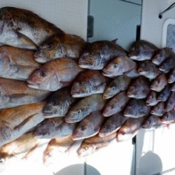 遊漁船 幸友丸 釣果