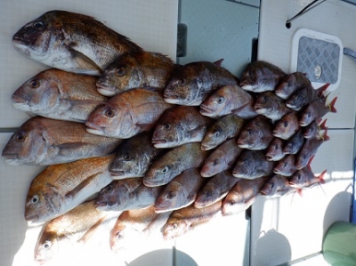 遊漁船 幸友丸 釣果