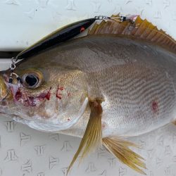 マタウマリンサービス 釣果