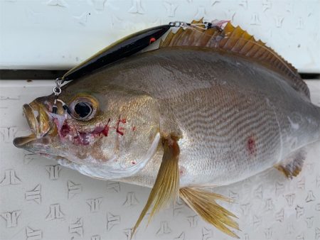 マタウマリンサービス 釣果