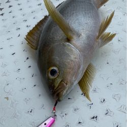 マタウマリンサービス 釣果