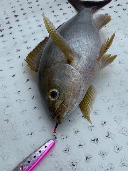 マタウマリンサービス 釣果