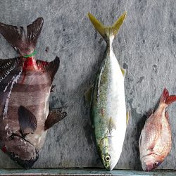 明神釣船 釣果