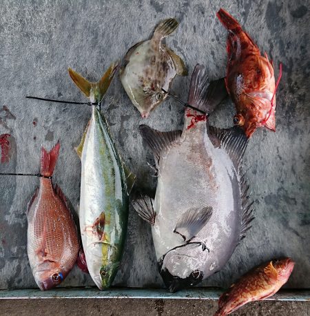 明神釣船 釣果