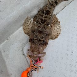 マタウマリンサービス 釣果