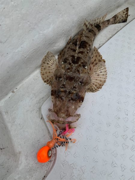 マタウマリンサービス 釣果