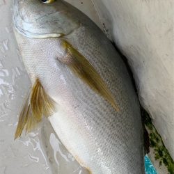 マタウマリンサービス 釣果