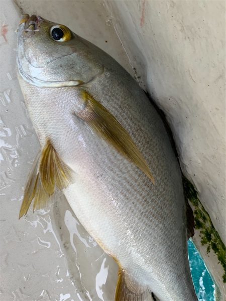 マタウマリンサービス 釣果