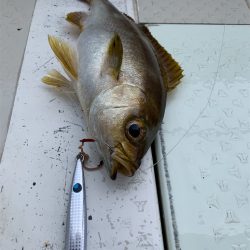 マタウマリンサービス 釣果