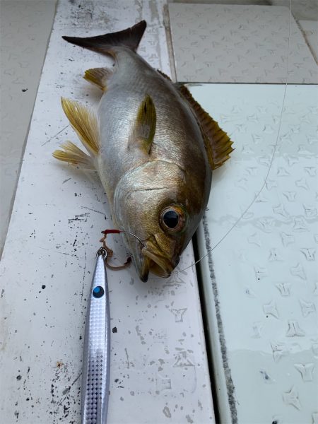 マタウマリンサービス 釣果