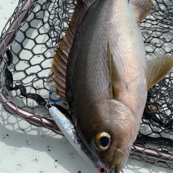 マタウマリンサービス 釣果