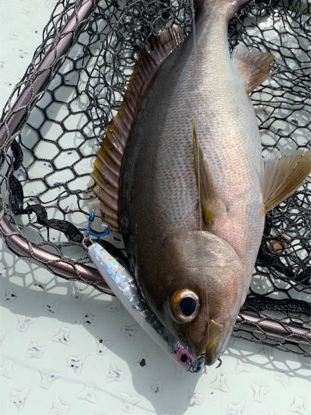 マタウマリンサービス 釣果