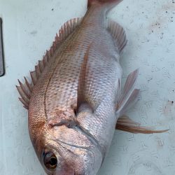 マタウマリンサービス 釣果