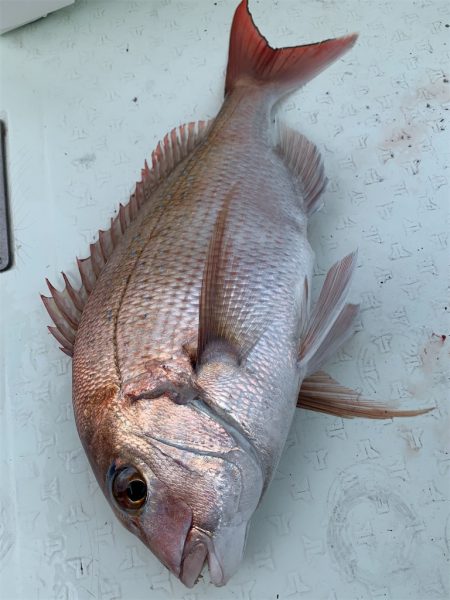 マタウマリンサービス 釣果