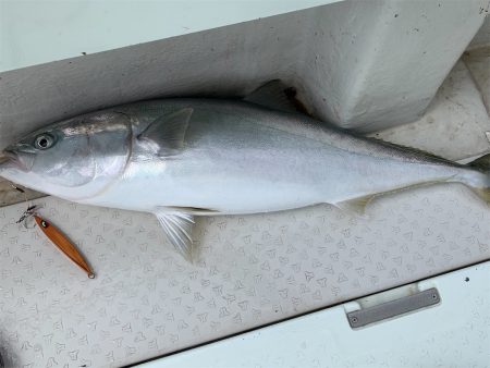 マタウマリンサービス 釣果