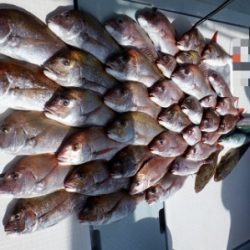 遊漁船 幸友丸 釣果