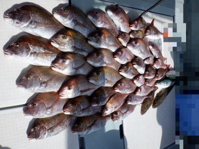 遊漁船 幸友丸 釣果