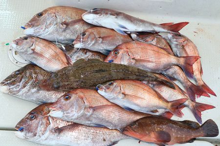 松本釣船２ 釣果