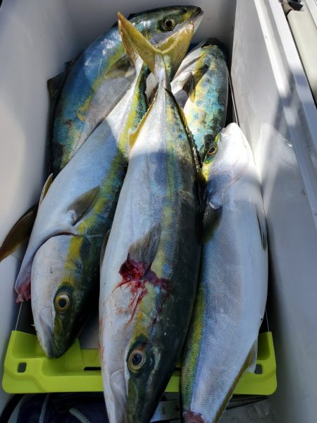 武士(SAMURAI) 釣果