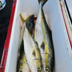 武士(SAMURAI) 釣果