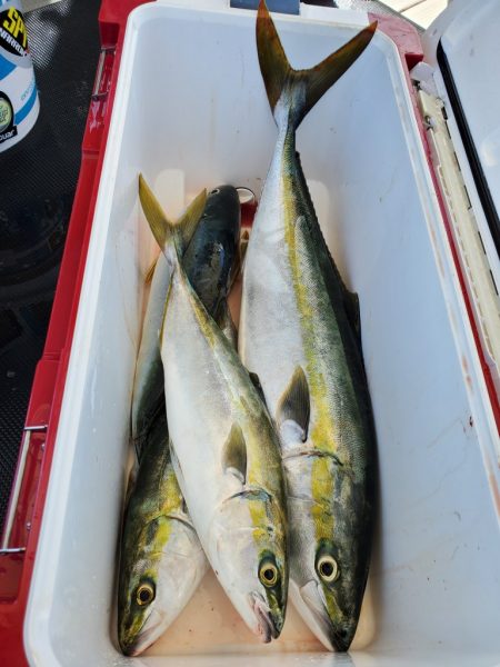 武士(SAMURAI) 釣果