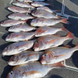 飛燕さくら丸 釣果