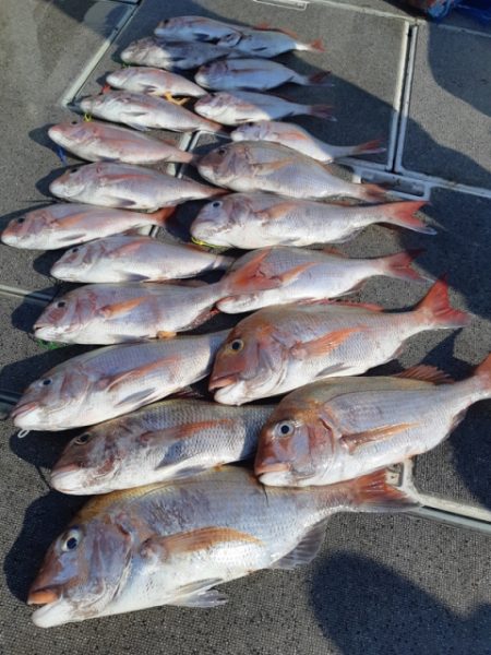 飛燕さくら丸 釣果