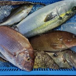 ブルーピア 釣果