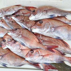 松本釣船２ 釣果