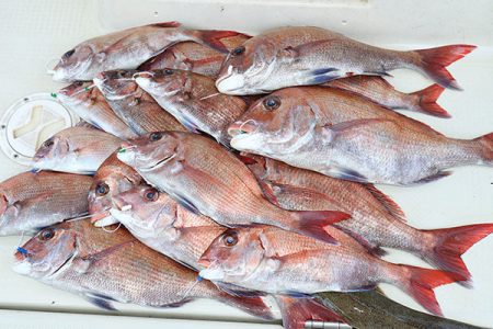 松本釣船２ 釣果