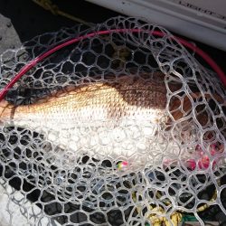 海龍丸（福岡） 釣果