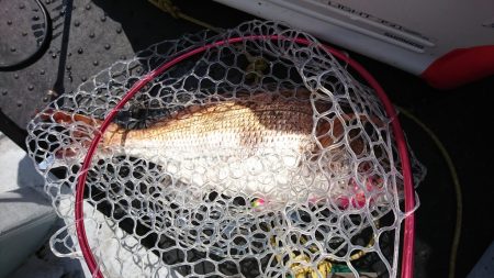 海龍丸（福岡） 釣果