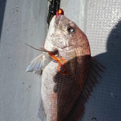 海龍丸（福岡） 釣果