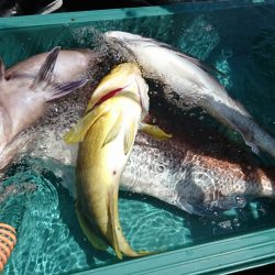 海龍丸（福岡） 釣果