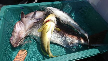 海龍丸（福岡） 釣果