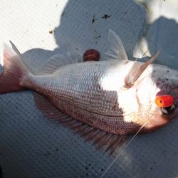 海龍丸（福岡） 釣果