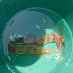 海龍丸（福岡） 釣果