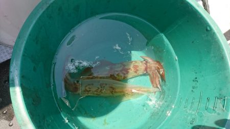 海龍丸（福岡） 釣果