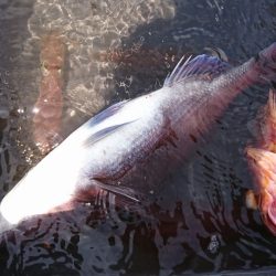 海龍丸（福岡） 釣果