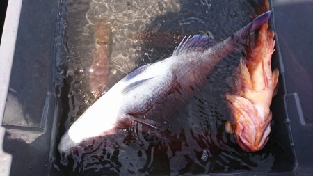 海龍丸（福岡） 釣果