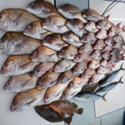 遊漁船 幸友丸 釣果