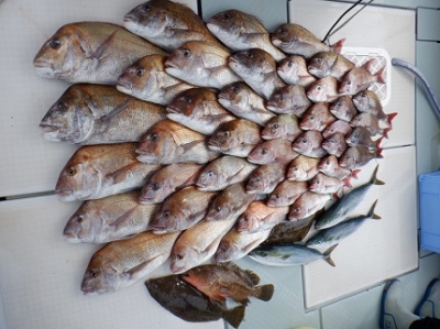 遊漁船 幸友丸 釣果