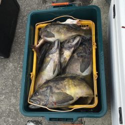 第八平成丸 釣果