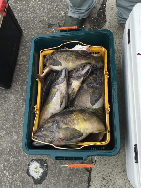 第八平成丸 釣果